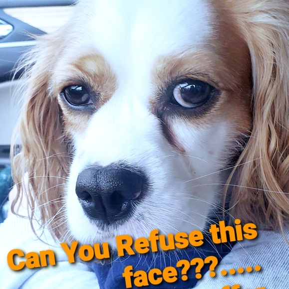 Meet your Posher, Karri - Picture 4 of 4